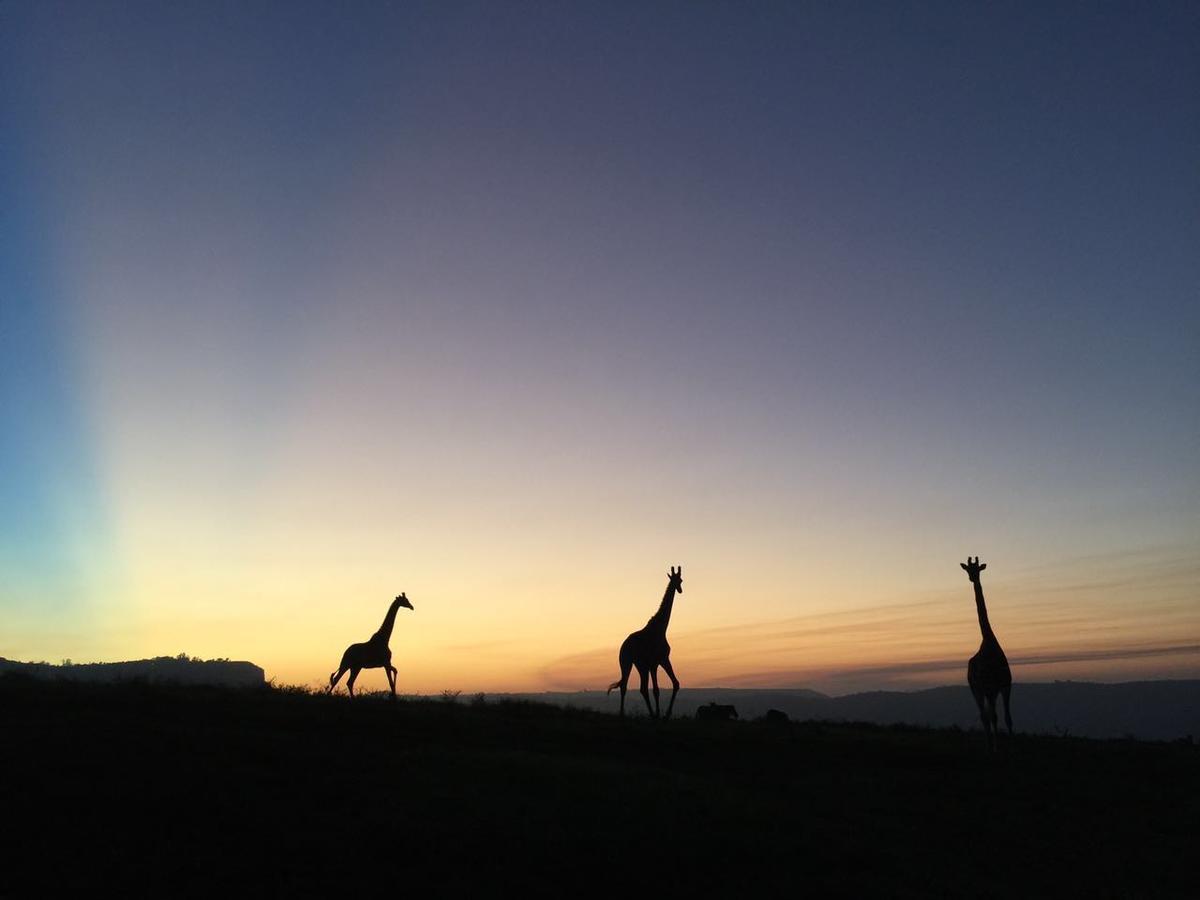 Villa Phezulu Safari Park Botha's Hill Exterior foto