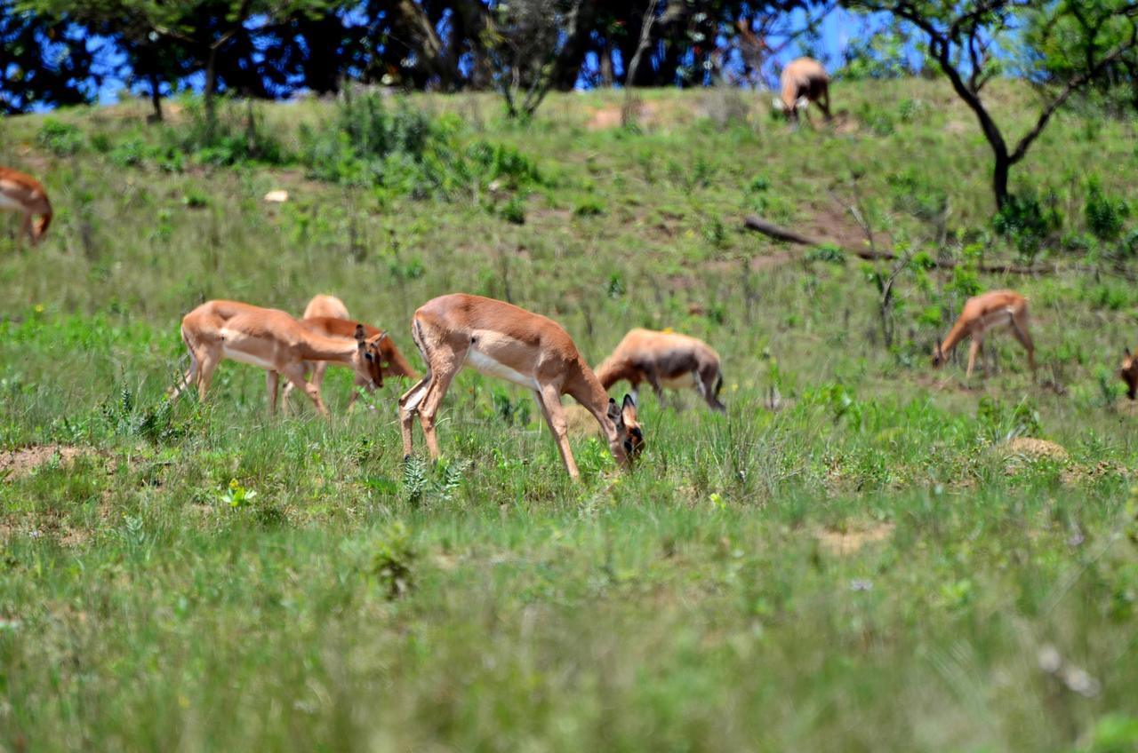 Villa Phezulu Safari Park Botha's Hill Exterior foto
